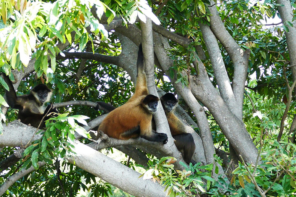 Individualreise Guatemala, Honduras &, Nicaragua - Lateinamerika