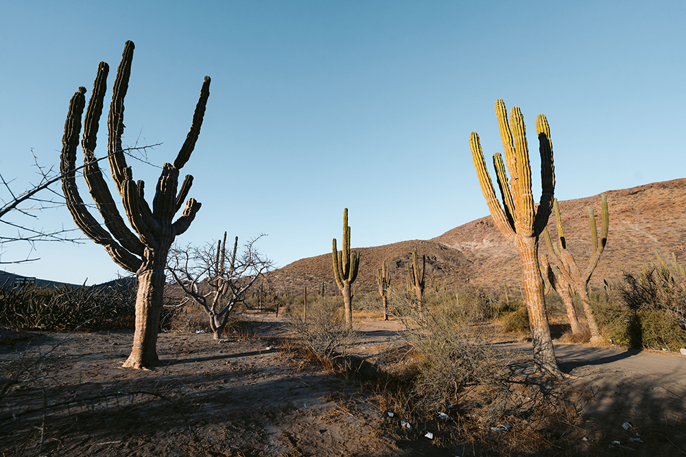 Mietwagenreise Baja California Mexiko - Lateinamerika