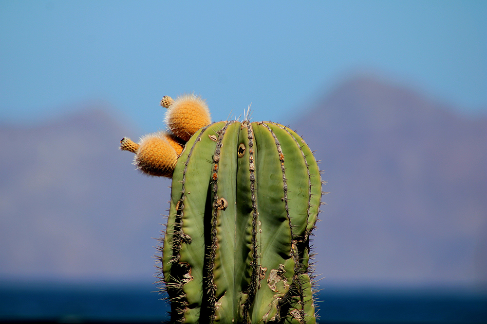 Mietwagenreise Baja California Mexiko - Lateinamerika