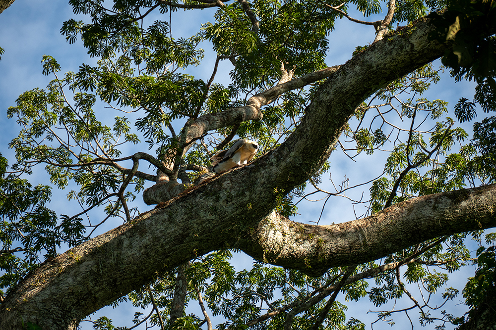 Reisebaustein Amazonas Ecuador - Lateinamerika