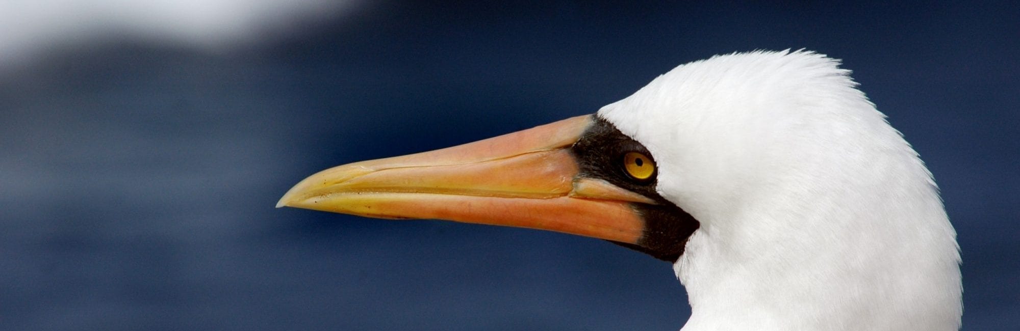 Albatroskopf in Großaufnahme in Galapagos