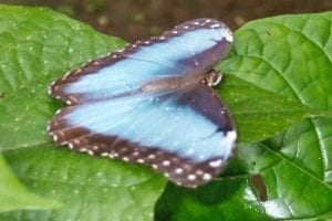 Ojoche, Blue Morpho, Costa Rica