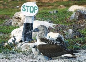 Ein Blaufußtölpel im Schutzgebiet Galápagos sitzt vor einem Stop-Schild.